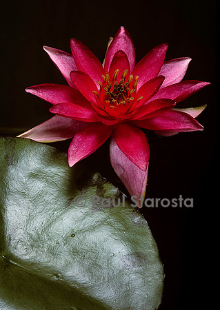 Nymphaea ‘Lucida’