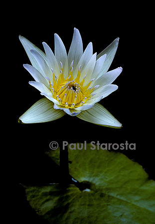 Nymphaea 'Daubenyana'