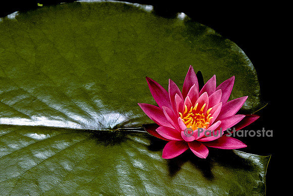 Nymphaea ‘Dallas’