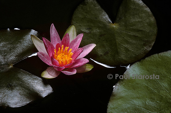Nymphaea 'Pygmaea Rubra'