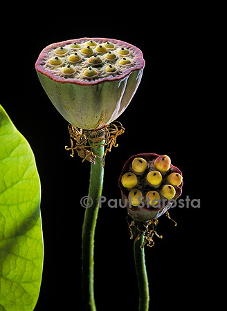 Nelumbo nucifera ‘Sharon’ - fruit