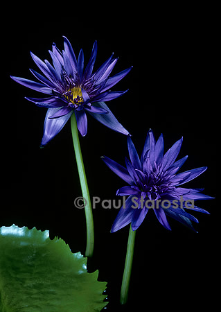 Nymphaea ‘Midnight’