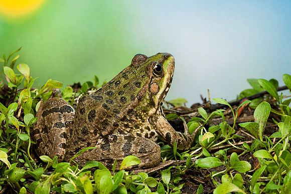 Grenouille verte