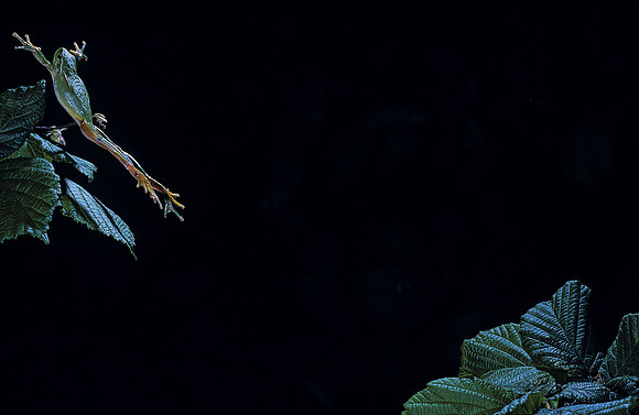 Hyla meridionalis (rainette) - sautant