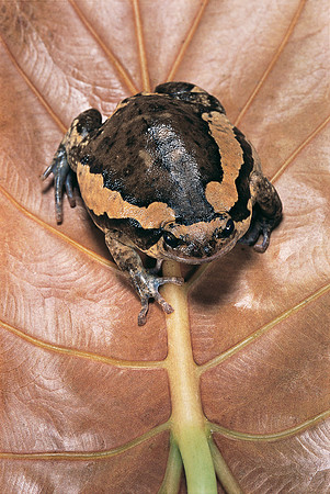 Kaloula pulchra