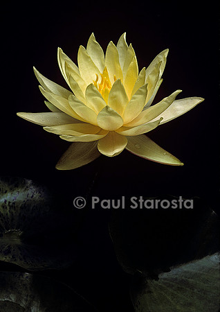 Nymphaea ‘Texas Dawn’