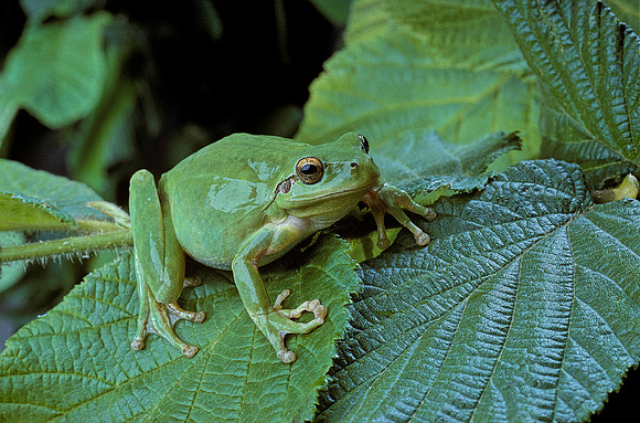 Hyla meridionalis (rainette) - dans un arbre