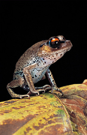 Leptobrachium hasseltii