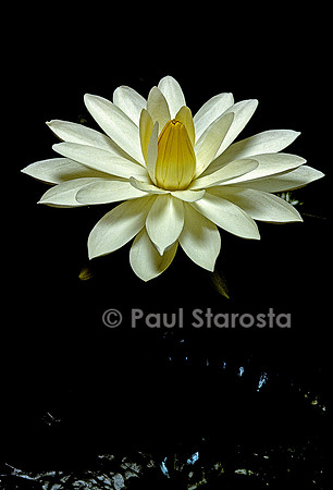 Nymphaea ‘Wood’s White Knight’