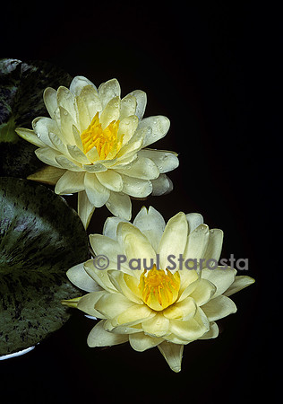 Nymphaea ‘Denver’
