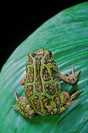 Scaphiophryne madagascariensis