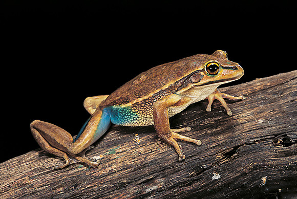 Litoria aurea