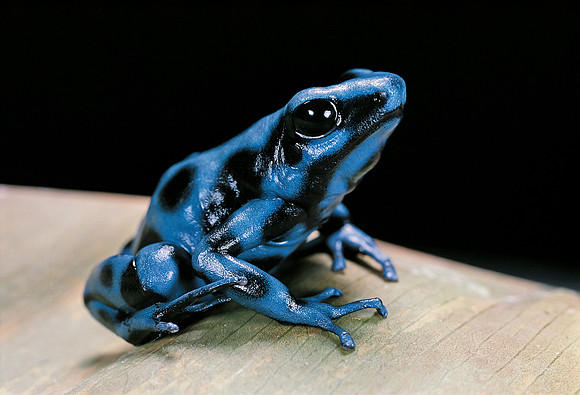 Dendrobates auratus f. bleue