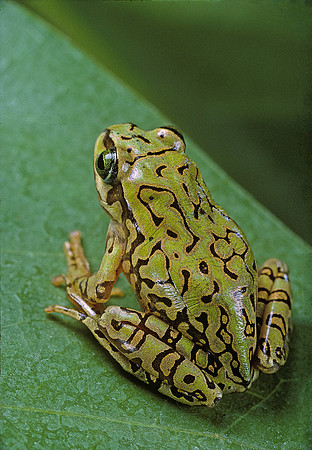 Boophis microtympanum
