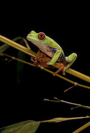 Agalychnis callidryas (grenouille singe)