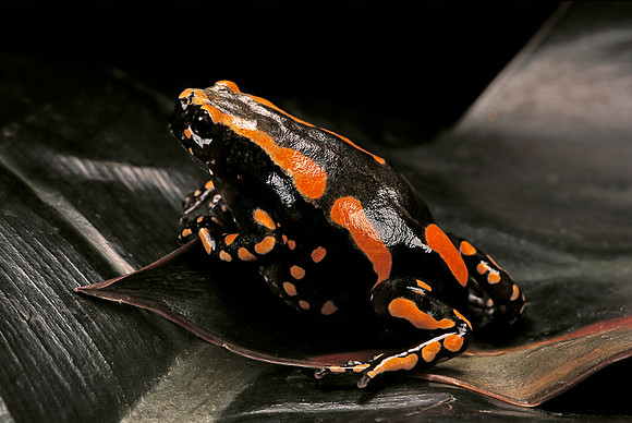 Phrynomantis bifasciatus