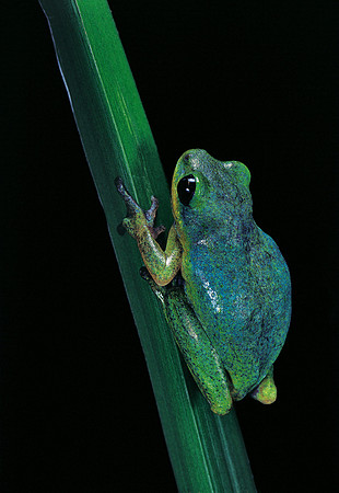 Hyperolius tuberilinguis