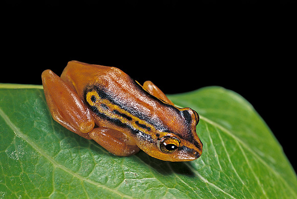Hyperolius puncticulatus