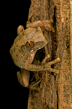 Leptopelis sp.