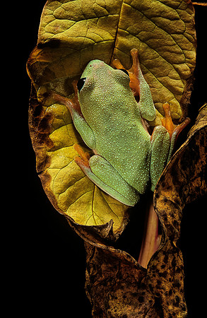 Agalychnis moreletii