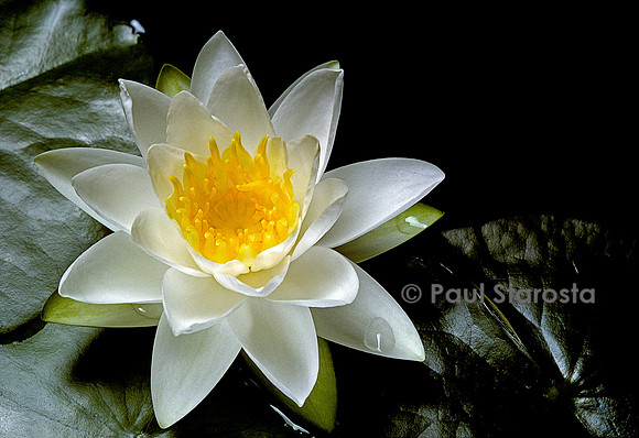 Nymphaea ‘Gladstoneana’