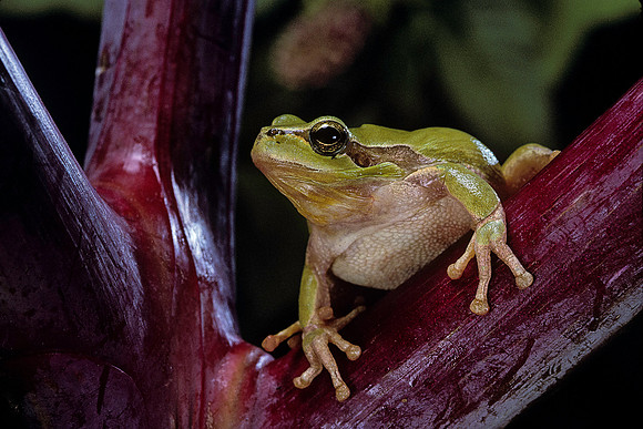 Hyla meridionalis (rainette)
