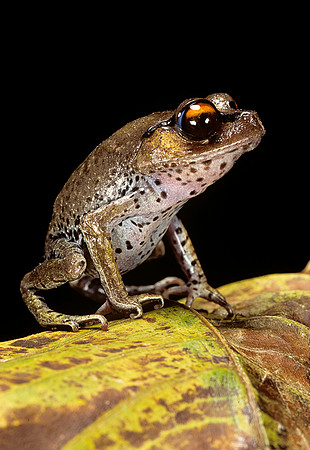 Leptobrachium hasseltii