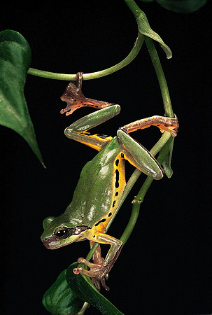 Hyla chinensis