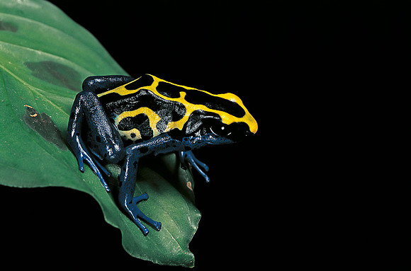Dendrobates tinctorius