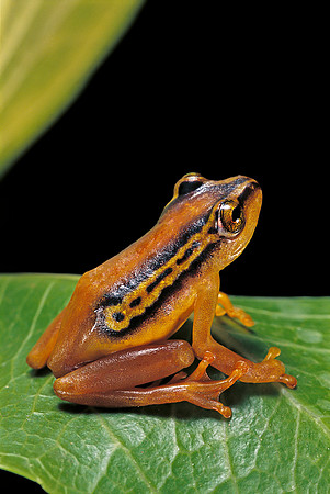 Hyperolius puncticulatus