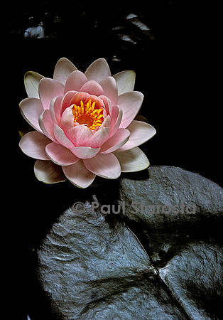 Nymphaea ‘Hollandia’