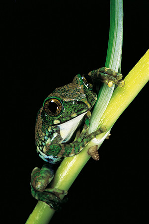 Leptopelis vermiculatus