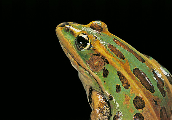 Lithobates pipiens (Grenouille léopard)