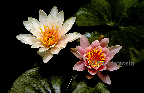 Nymphaea ‘Rosennymphe’