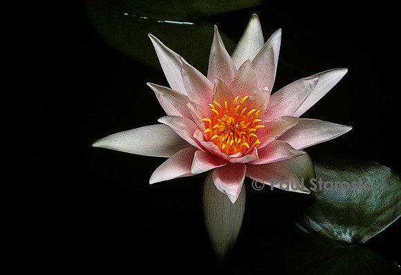 Nymphaea ‘Amabilis’