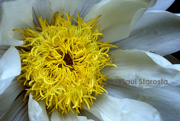 Nymphaea ‘Hudsonia’