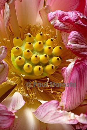 Nelumbo nucifera ‘Sharon’  - détail