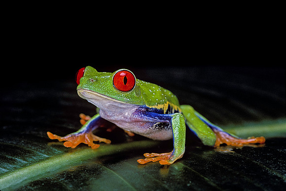 Agalychnis callidryas (grenouille singe)