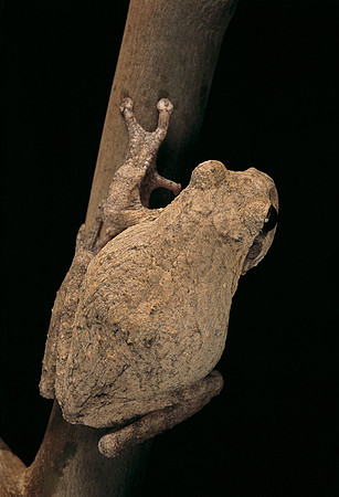 Chiromantis xerampelina