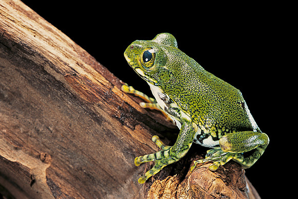 Leptopelis vermiculatus