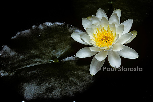 Nymphaea ‘Queen of Whites’