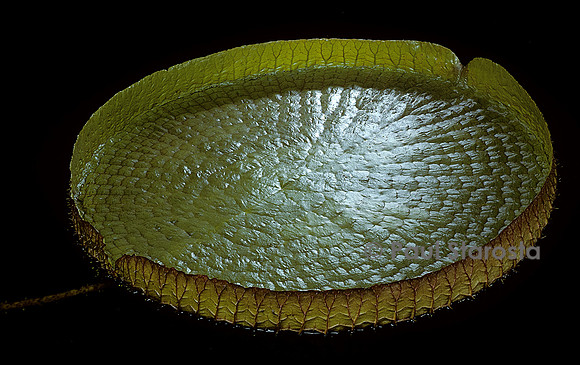 Victoria cruziana - feuille (5)