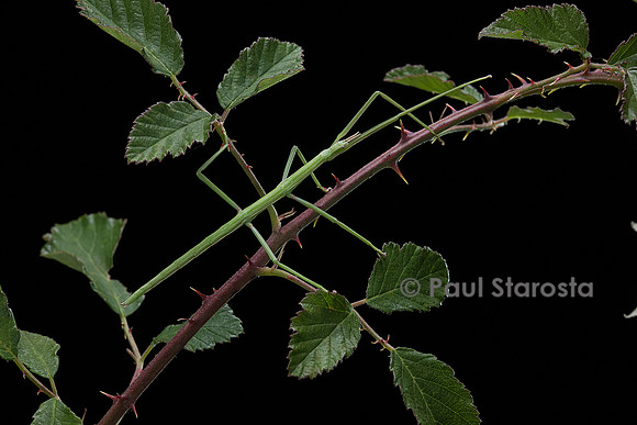Clonopsis gallica (phasme gaulois)