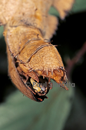 Extatosoma tiaratum (phasme) - œuf sur le point d'être expulsé