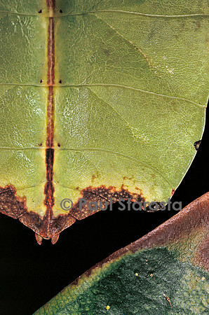 Phyllium giganteum (phyllie, phasme feuille) - détail