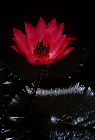 Nymphaea ‘Red Cup’