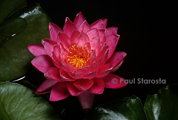 Nymphaea ‘Célébration’