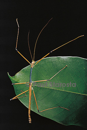Lopaphus caesius (phasme)