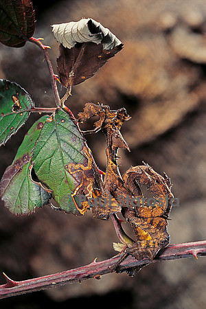 Extatosoma tiaratum (phasme) - larve