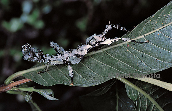 Extatosoma tiaratum (phasme) - forme particulière